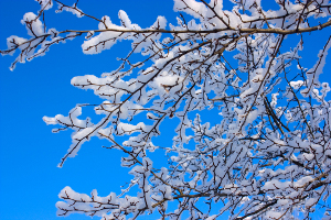 Photo of Tree with Snow